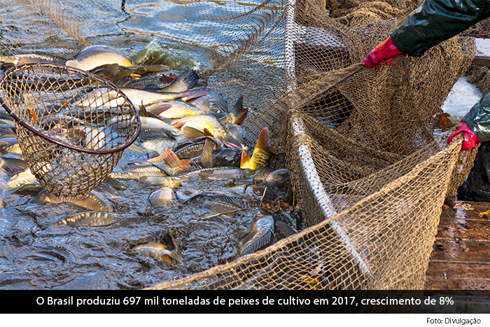 Caixa Econômica lança linha de crédito para piscicultura