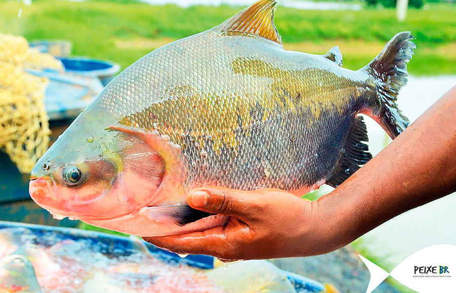 PEIXE BR apoia BRS Aqua, projeto de pesquisa voltado à infraestrutura da cadeia da produção de Tilápia e Tambaqui