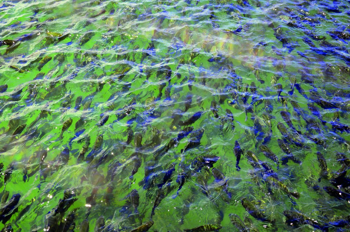 Mais de 200 participantes no IV Encontro Noruega-Brasil de Aquicultura
