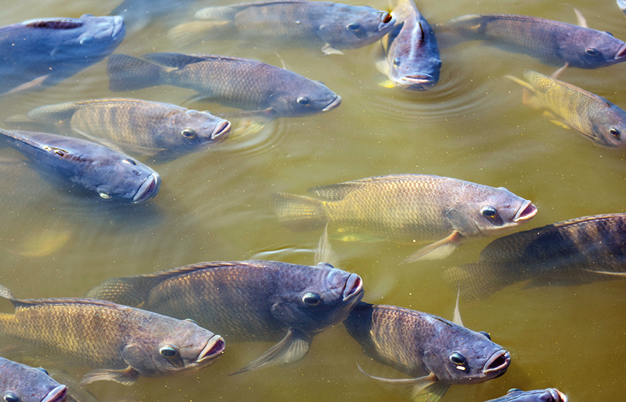 Tilápia é o peixe de cultivo preferido no Sudeste. Produção avança e consumo é o dobro da média nacional