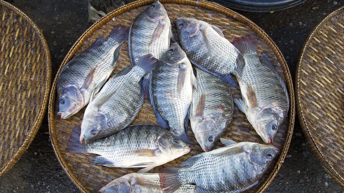 Definição dos aditivos alimentares para pescado aumentará oferta de produtos derivados