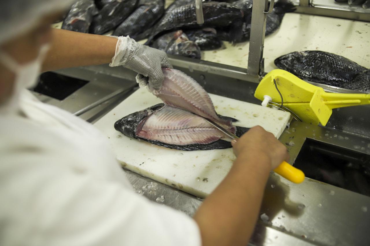 Tilápia brasileira avança no mercado norte-americano