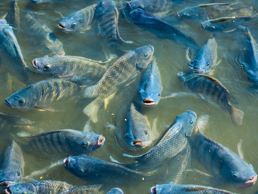 Proteína hidrolisada de frango: uma forma de potencializar rações na aquicultura