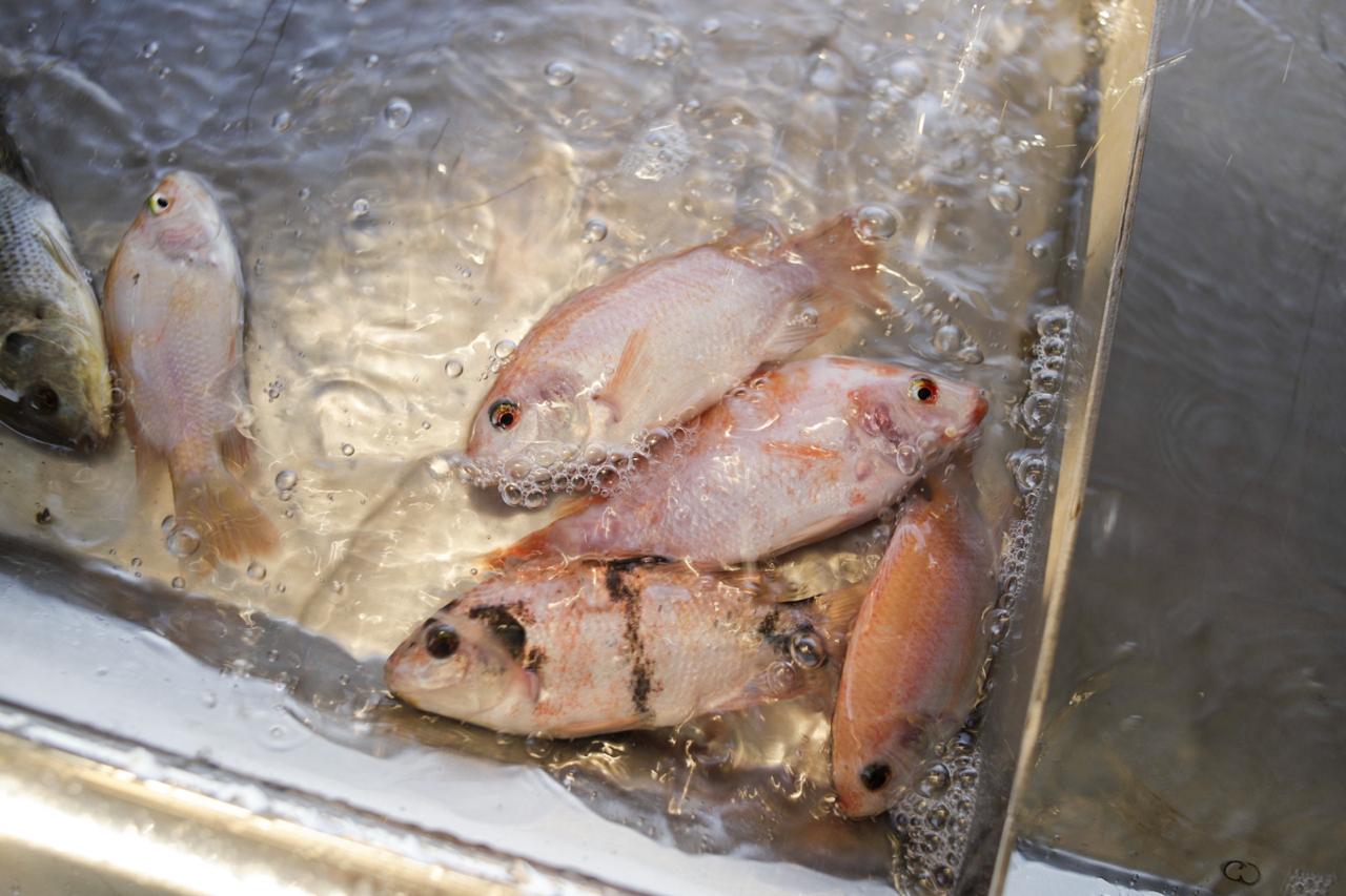 Peixe BR cria comitê para enfrentar desafios sanitários do setor