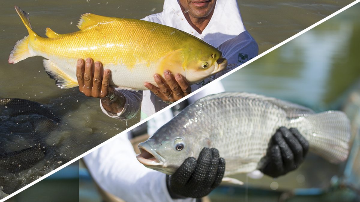 Peixe BR cria comitês de Tilápia e Peixes Nativos para fortalecer desenvolvimento da piscicultura brasileira