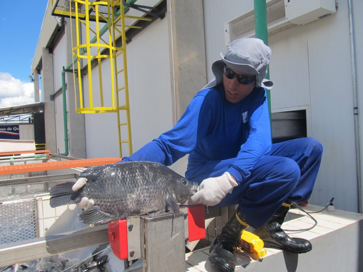 Peixe BR e APEX avançam negociação para presença dos peixes de cultivo no mercado internacional