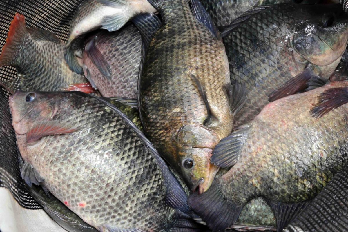 Preço médio da tilápia ao produtor em SP está em R$ 6,76/kg e no Paraná entre R$ 6,77 e R$ 7,41/kg, mostra levantamento do CEPEA